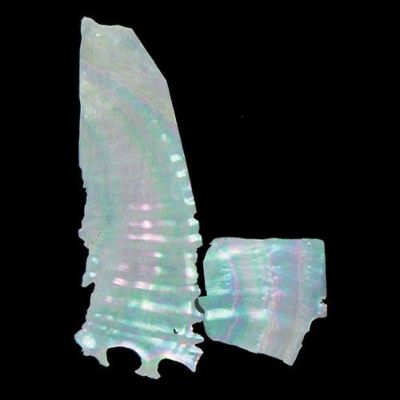 青貝板Ｎ 0.5g