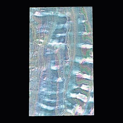 カッターで切れる青貝 青貝