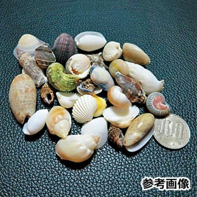 いろいろな貝がらセット(約50g)